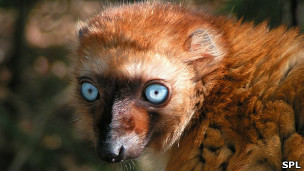 lemur